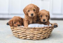 Photo of 7 Fun Facts About Mini Goldendoodle Puppies