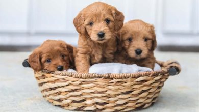 Photo of 7 Fun Facts About Mini Goldendoodle Puppies