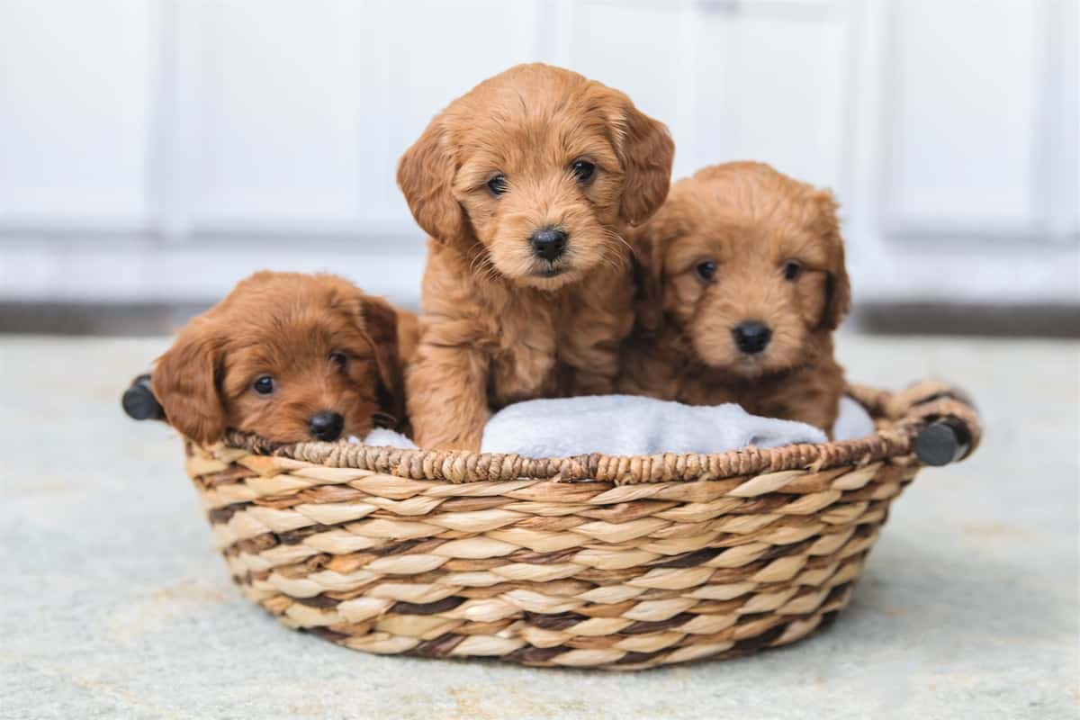 7 Fun Facts About Mini Goldendoodle Puppies