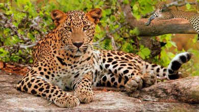 Photo of All you need to know about jhalana safari (Jhalana Leopard Safari)