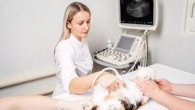 Photo of Veterinary Ultrasound Devices Market to be Driven by the Growing Number of Veterinarians in the Forecast Period