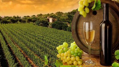 Photo of Everything you need to know about Wine Tour in Bangalore