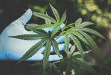 Photo of Medical Cannabis Market Size To Grow At A CAGR Of 24% During 2023-2028